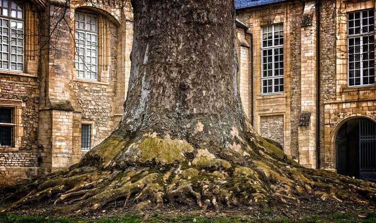 tree roots underpinning