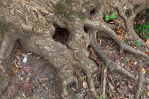 Tree root foundation damage